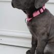 Ruby, Cane Corso
