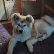 Hoshi, Akita Japonés
