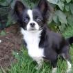 Sisko, Chihuahua
