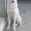 Renko, Husky Siberiano