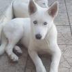 Irko, Husky Siberiano