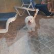 Puppsi, Bichón