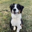 Molly, Pastor Australiano