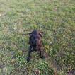 Raf Rutabaga, Staffordshire Bull Terrier