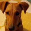Doowy, Fox Terrier De Pelo Liso
