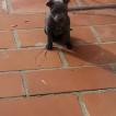 Raven, Staffordshire Bull Terrier