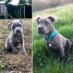 QuiQui, Staffordshire Bull Terrier