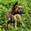 Siyah, Berger Malinois
