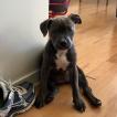 Ojaa, Staffordshire Bull Terrier