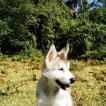 Mila, Malamute De Alaska