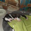 Peppa, Staffordshire Bull Terrier