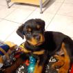 Raïley, Rottweiler