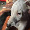Rameau, Whippet