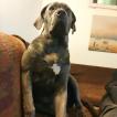 Crapule, Cane Corso