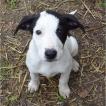 Dolly, Otros perros