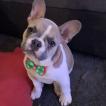 Marley, Bulldog Francés