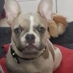 Marley, Bulldog Francés