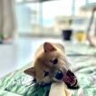Shogun, Shiba