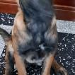 Ritha, Pastor Belga Malinois