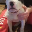 Hildegard, Dogo Argentino