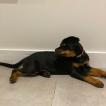 Sky, Rottweiler
