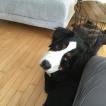 Léo, Boyero De Berna
