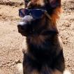 RIO, German Shepherd Dog