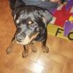 Rita, Rottweiler