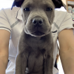 Eric, Staffordshire Bull Terrier