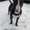 Winnie, Bull Terrier