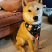 Ryoh Mistuko, Shiba Inu Japonés