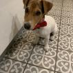 Snoop, Jack Russell