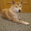 Una, Shiba
