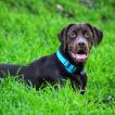NALA, Labrador Retriever