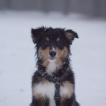 Twix, Australian Shepherd