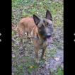 Diego, Malinois