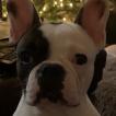 Daisy Mae