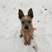 Fibbie, Perro australiano del ganado
