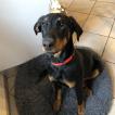 Reine, Beauceron