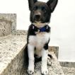 Zara, Border Collie