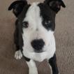 Zhuri, American staffordshire terrier
