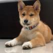 Yuki Keiko, Shiba