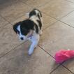 Ellie, Pastor Australiano