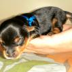 Nick, Yorkshire Terrier