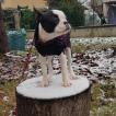 Stella, Boston Terrier