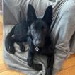 Shadow, Berger Allemand