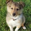 Newton, Pastor De Shetland