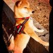 Haru, Shiba Inu Japonés