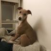 Rio, Whippet