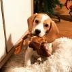Rouky, Beagle